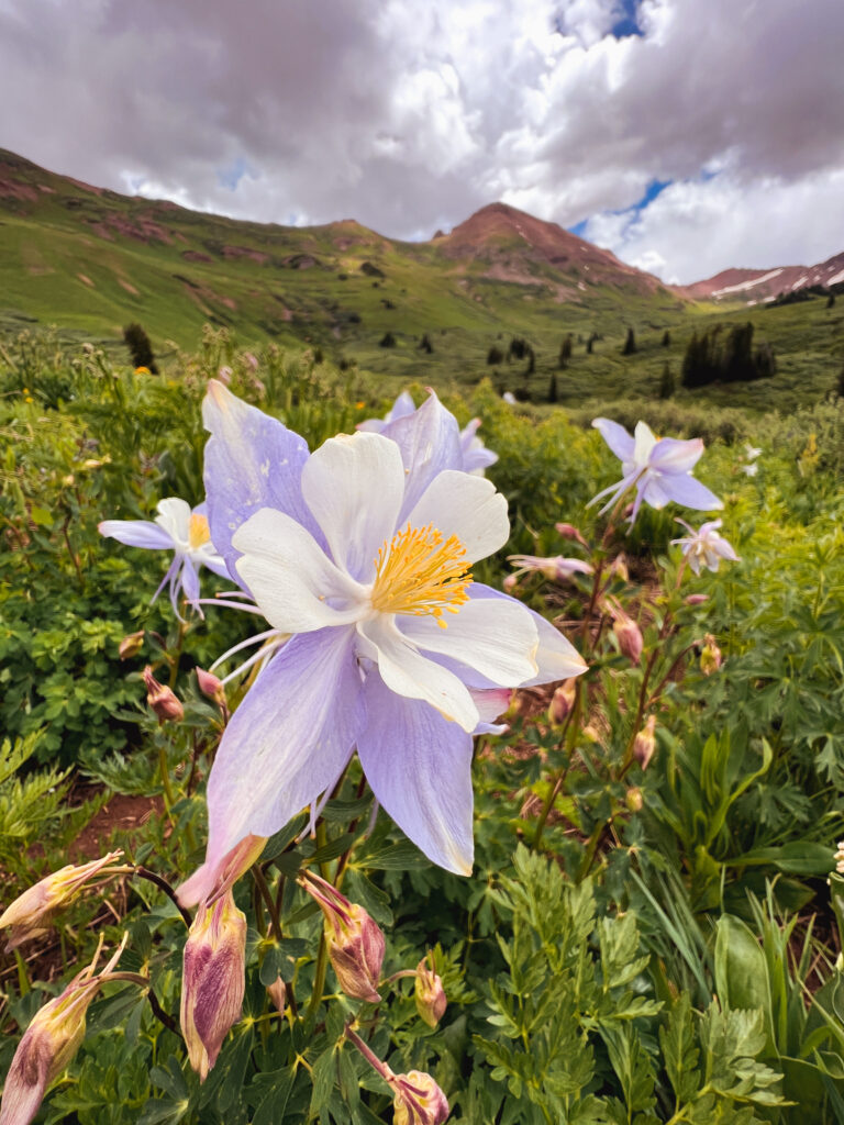 A Colombine flower during the summer wild flower bloom on West Maroon Trail in Colorado